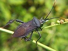 Acanthocephala (bug) httpsuploadwikimediaorgwikipediacommonsthu