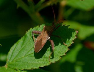 Acanthocephala (bug) Coreidae Leaffooted bugs Discover Life