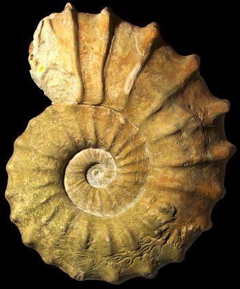 Acanthoceras (ammonite) wwwammonitesfrImages0084JPG
