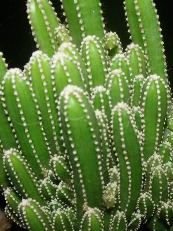 Acanthocereus 1000 images about Acanthocereus on Pinterest Beautiful Barbed