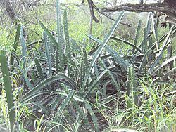 Acanthocereus Acanthocereus Wikipedia