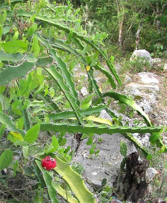 Acanthocereus ACANTHOCEREUS TETRAGONUS