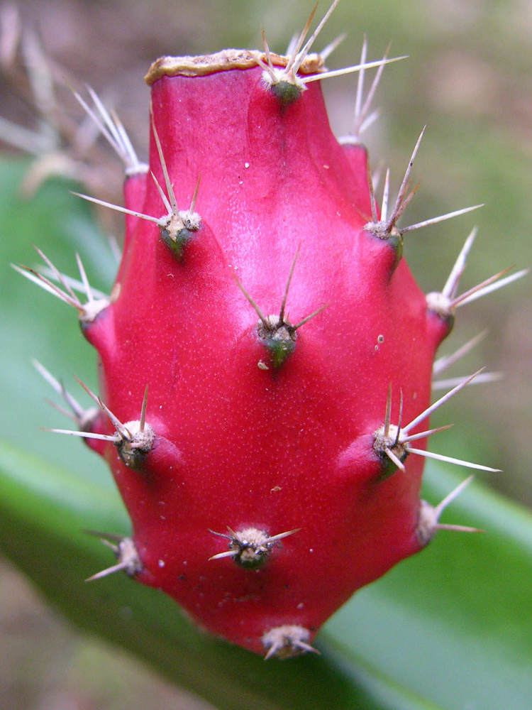 Acanthocereus tetragonus Acanthocereus tetragonus Barbed Wire Cactus World of Succulents