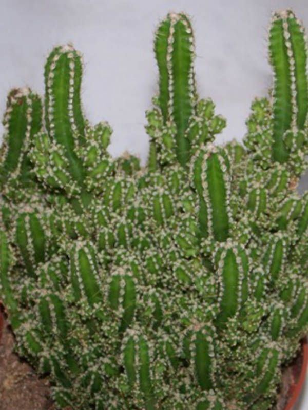 Acanthocereus tetragonus 1000 ideas about Acanthocereus Tetragonus on Pinterest Cactus