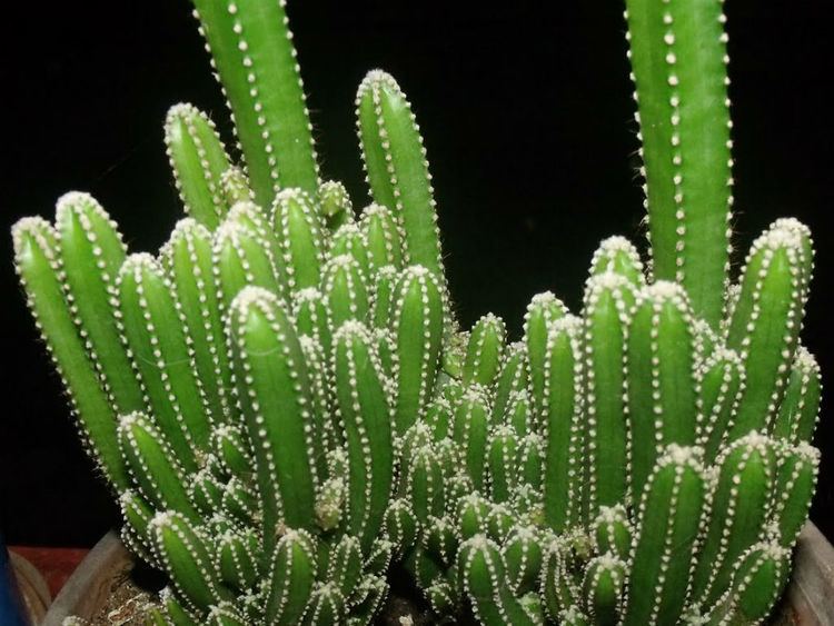 Acanthocereus tetragonus 1000 ideas about Acanthocereus Tetragonus on Pinterest Cactus