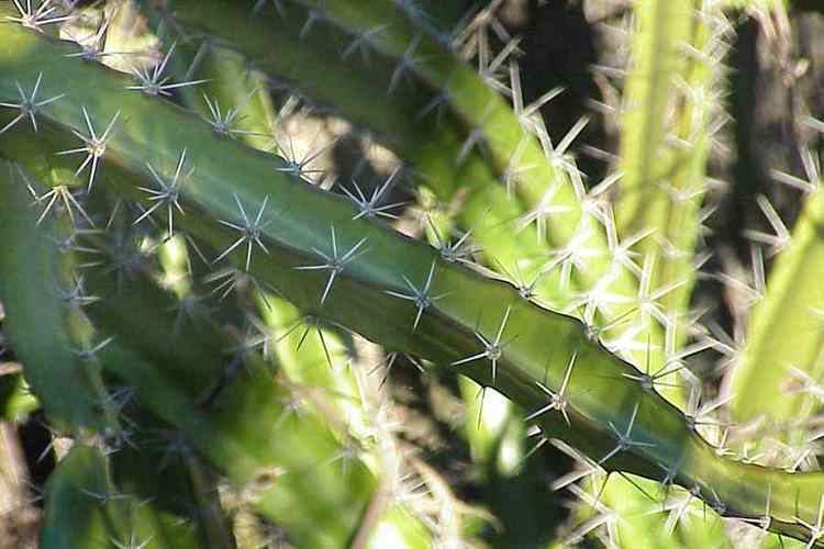 Acanthocereus tetragonus acanthocereustetragonus2jpg