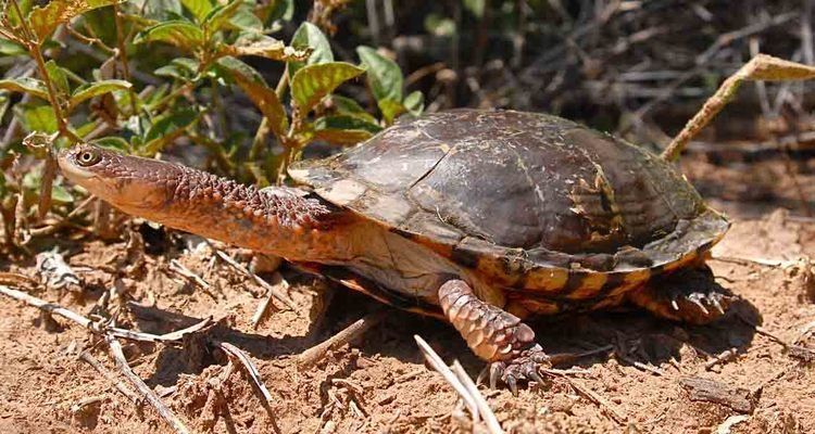 Acanthochelys Tortoise and Freshwater Turtle Specialist Group