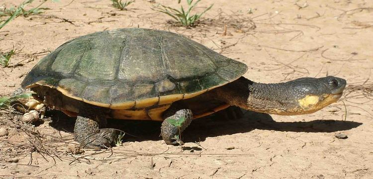 Acanthochelys Tortoise and Freshwater Turtle Specialist Group