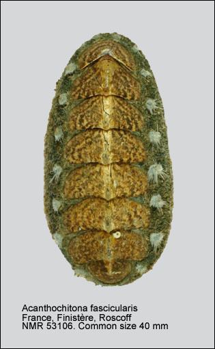 Acanthochitona fascicularis HomeNATURAL HISTORY MUSEUM ROTTERDAM Mollusca Polyplacophora