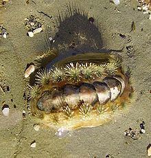 Acanthochitona zelandica httpsuploadwikimediaorgwikipediacommonsthu