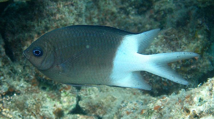Acanthochromis polyacanthus MICRFGfish aca pol