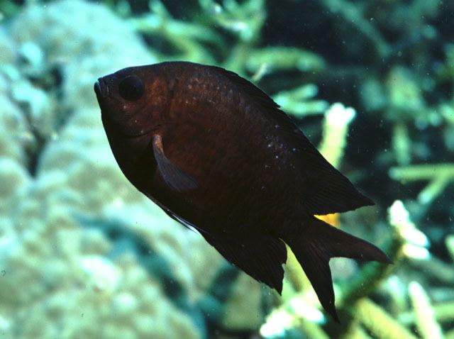 Acanthochromis polyacanthus Acanthochromis polyacanthus Reef Sanctuary