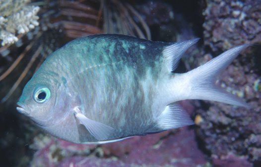 Acanthochromis polyacanthus Spiny Puller Acanthochromis polyacanthus Bleeker 1855
