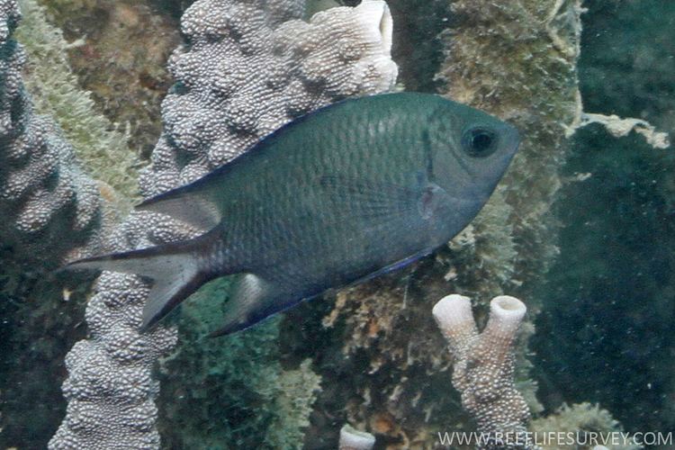 Acanthochromis polyacanthus Acanthochromis polyacanthus