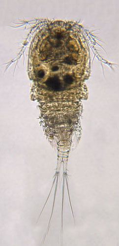 Acanthocyclops Cyclopoid Detail Acanthocyclops venustoides Coker 1934