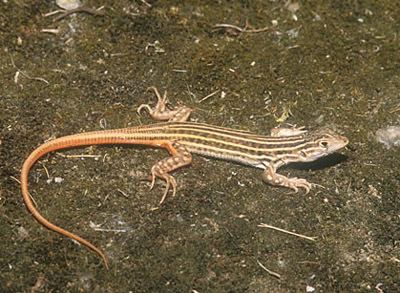 Acanthodactylus Acanthodactylus erythrurus The Reptile Database