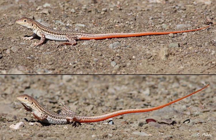 Acanthodactylus TrekNature Acanthodactylus schreiberi Photo