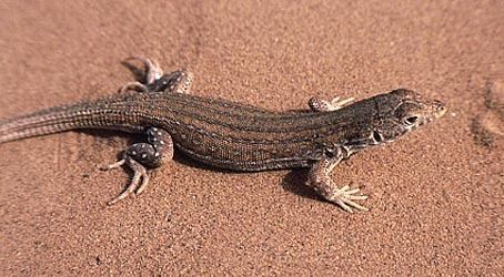 Acanthodactylus Acanthodactylus savignyi AUDOUIN 1827