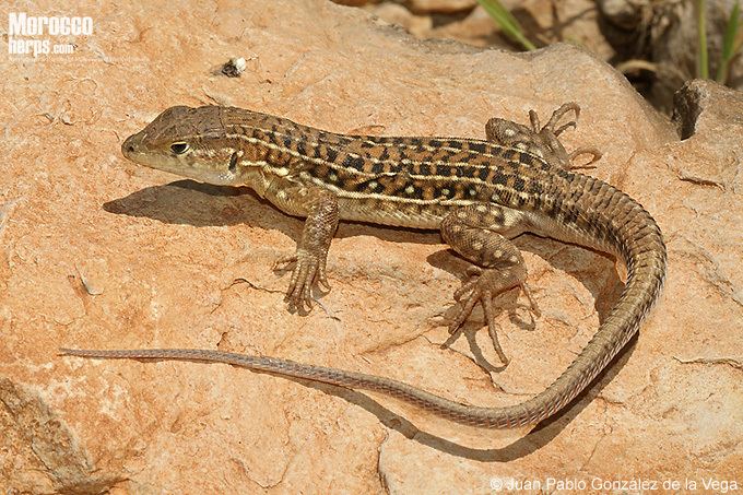 Acanthodactylus erythrurus Ficha de Acanthodactylus erythrurus Anfibios y Reptiles de Marruecos