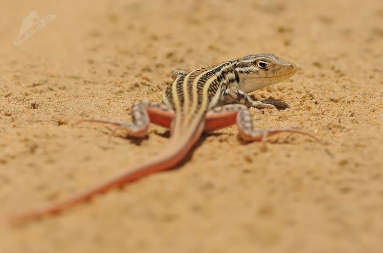 Acanthodactylus erythrurus Acanthodactylus erythrurus Spanish fringetoed lizard Lacerta