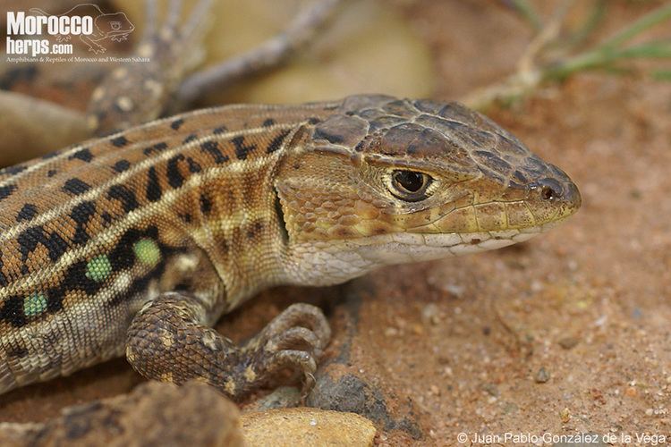 Acanthodactylus erythrurus Galera multimedia fotos y vdeos de Acanthodactylus erythrurus