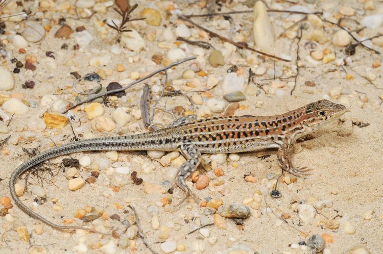 Acanthodactylus erythrurus Acanthodactylus erythrurus Spanish fringetoed lizard Lacerta