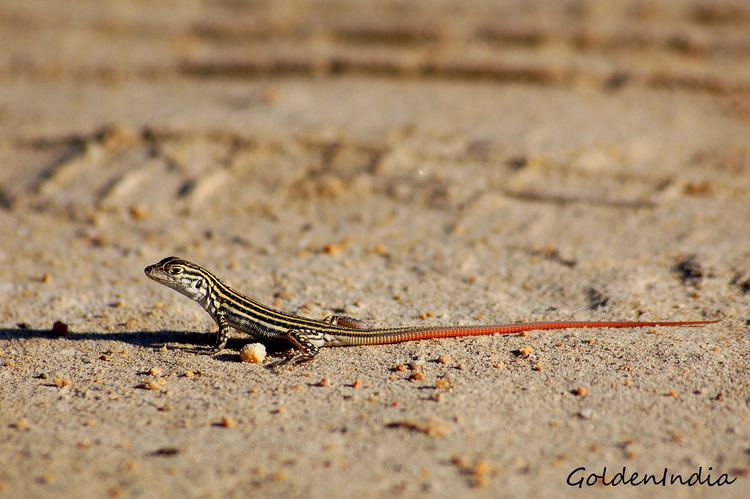 Acanthodactylus erythrurus Lizard Acanthodactylus erythrurus The Redtailed Spinyf Flickr