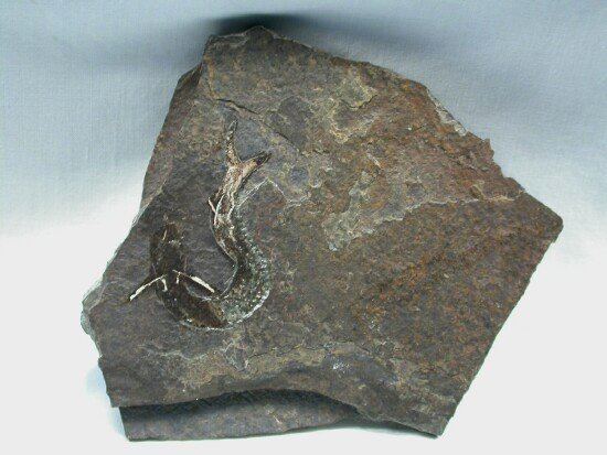 Acanthodes Acanthodes Acanthodian Permian Fossil Fish