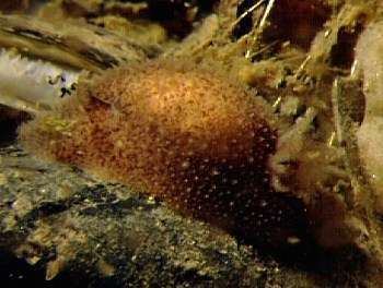 Acanthodoris The Sea Slug Forum Acanthodoris pilosa