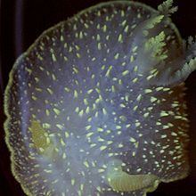 Acanthodoris hudsoni httpsuploadwikimediaorgwikipediacommonsthu