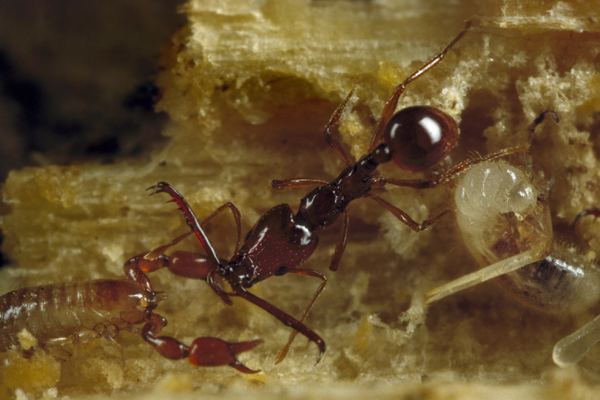 Acanthognathus Smithsonian National Museum of Natural History Ants Photo Gallery