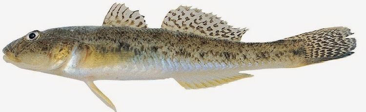 Acanthogobius flavimanus Larangan Impor 2 Jenis Family Ikan Gobiidae Alam Ikan