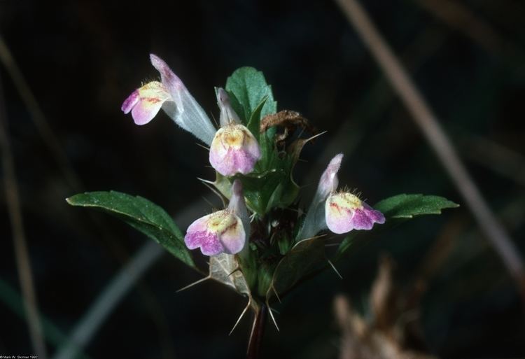 Acanthomintha Large image for Acanthomintha duttonii San Mateo thornmint USDA