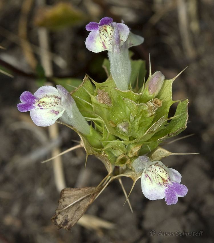 Acanthomintha CalPhotos Acanthomintha duttonii San Mateo Thornmint