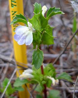 Acanthomintha San Diego Thornmint