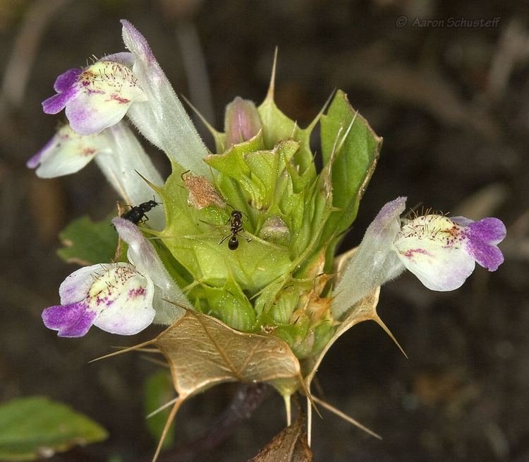 Acanthomintha CalPhotos Acanthomintha duttonii San Mateo Thornmint