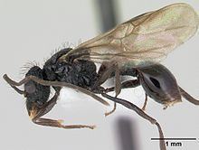 Acanthomyrmex ferox httpsuploadwikimediaorgwikipediacommonsthu