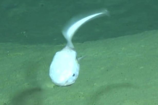 Acanthonus armatus Creepy deep sea fish looks like an alien and has the weirdest name