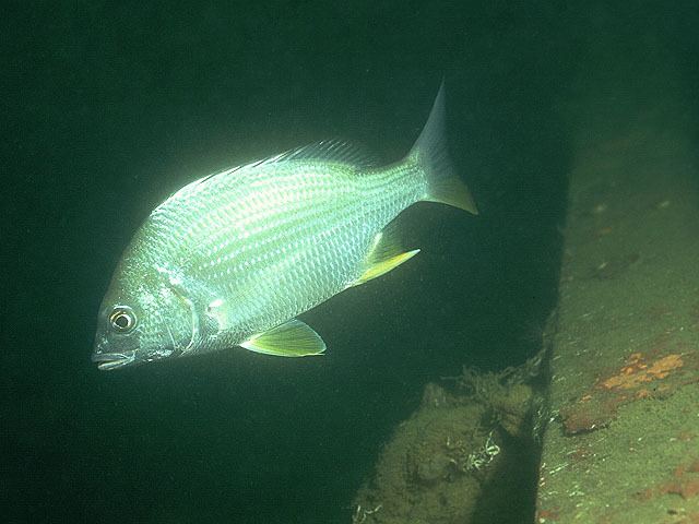 Acanthopagrus latus wwwfishbaseorgimagesspeciesAclatu1jpg