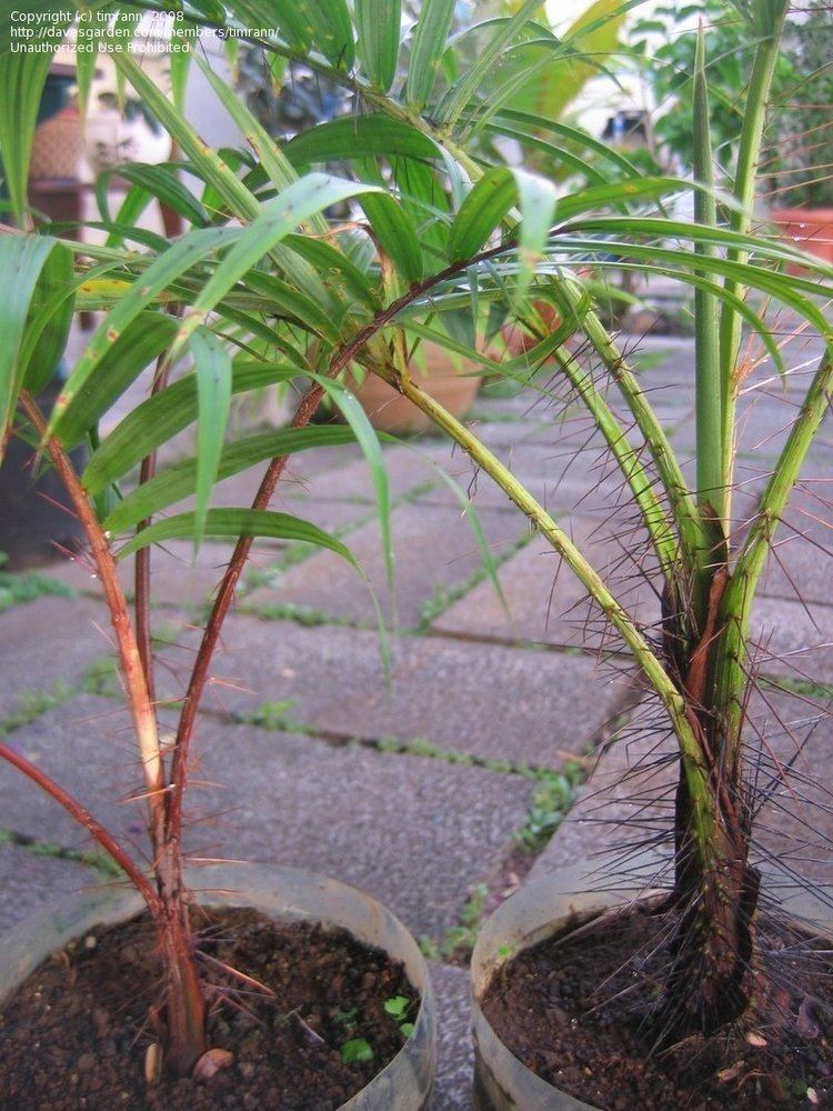 Acanthophoenix crinita PlantFiles Pictures Red Palm White Barbel Palm Acanthophoenix