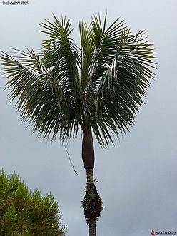 Acanthophoenix crinita Acanthophoenix crinita Palmpedia Palm Grower39s Guide