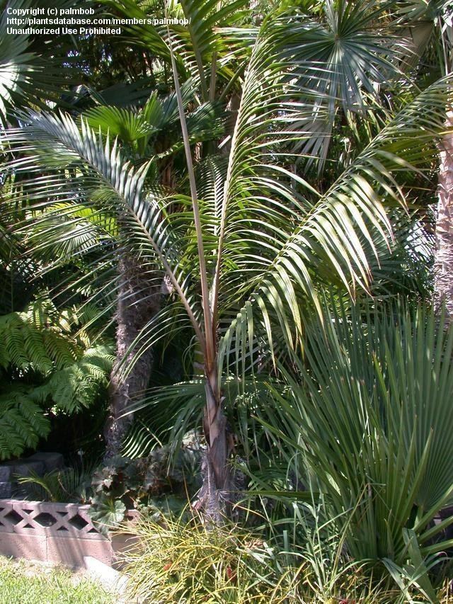 Acanthophoenix crinita PlantFiles Pictures Red Palm White Barbel Palm Acanthophoenix
