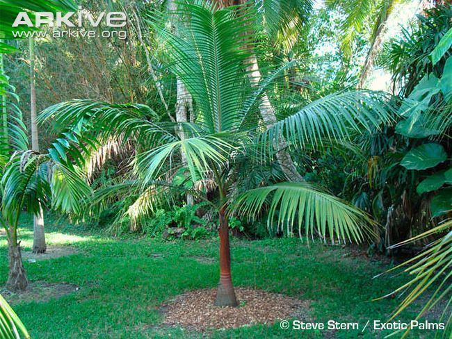Acanthophoenix rubra Barbel palm videos photos and facts Acanthophoenix rubra ARKive