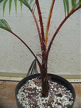 Acanthophoenix rubra Acanthophoenix rubra Palmpedia Palm Grower39s Guide