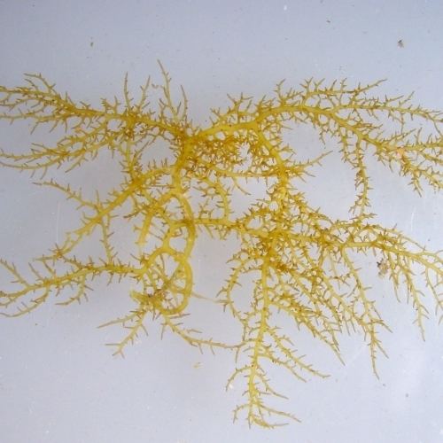 Acanthophora Acanthophora spicifera Vahl Brgesen Invasive Algae Database