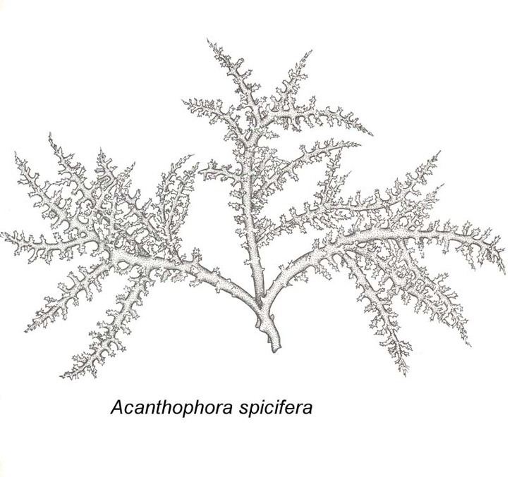 Acanthophora Acanthophora specifera