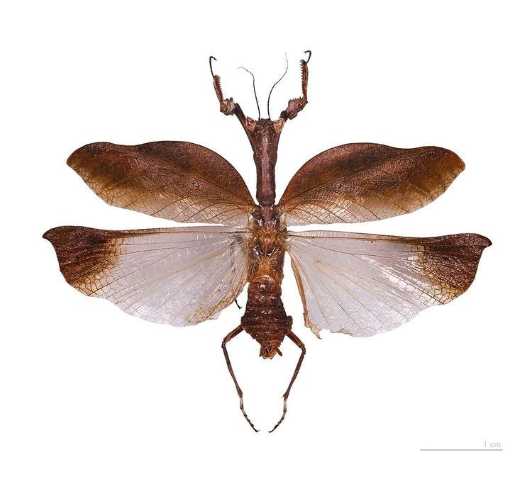 Acanthopinae