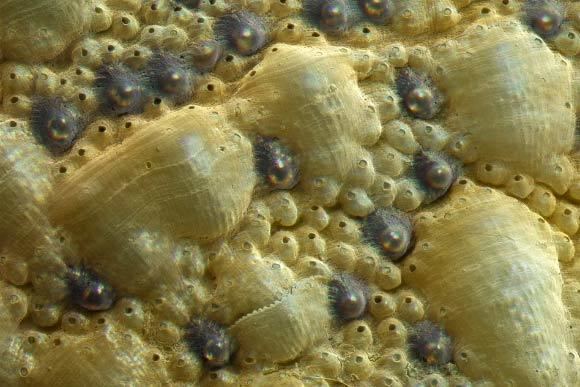 Acanthopleura granulata Chitons See with Ceramic Eyes New Research Shows Biology Sci