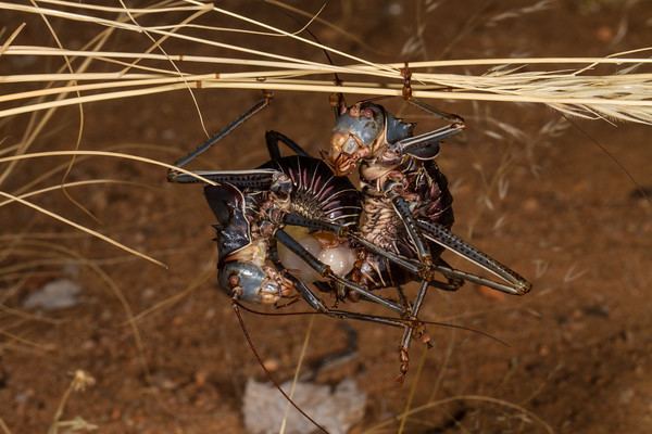 Acanthoplus discoidalis Orthoptera Grasshoppers Katydids amp Crickets margygreen