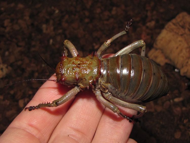 Acanthoplus discoidalis Armored ground cricket Acanthoplus discoidalis female Flickr